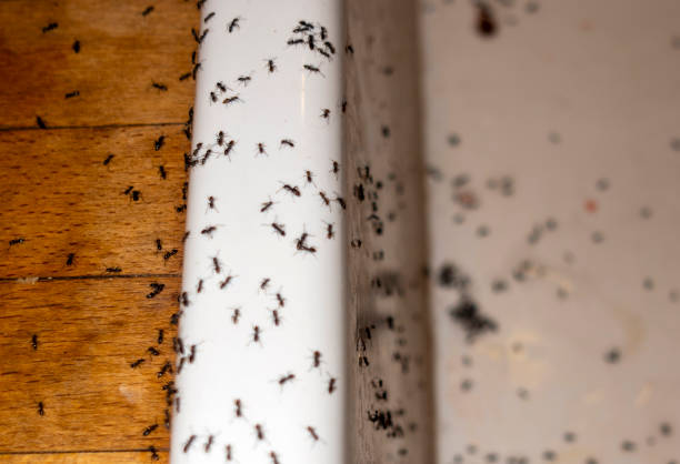 Best Pest Removal Services  in Potterville, MI
